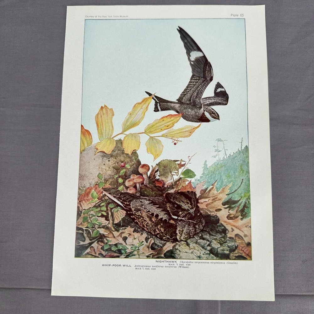 Louis Agassiz Fuertes Nighthawk Whip-Poor-Will 1936 Vintage Bird Plate Wall Art